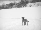snowdogs2_48.jpg